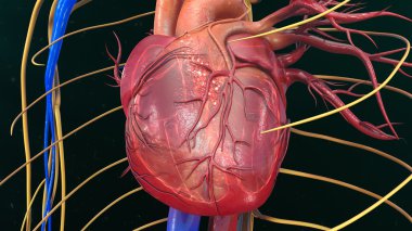 insan kalp anatomisi