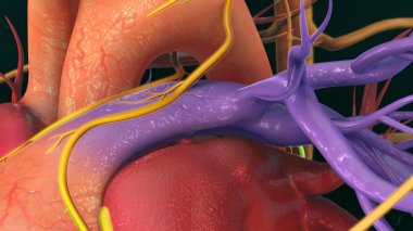 insan kalp anatomisi