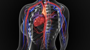 Human Heart organ clipart