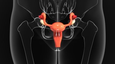 human uterus anatomy clipart