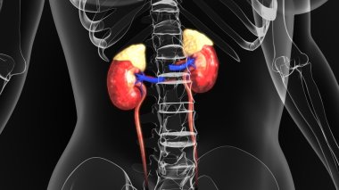 human kidneys anatomy clipart