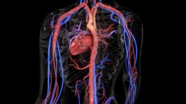 İnsan Dolaşım Sistemi Anatomisi