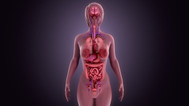 İnsan organları anatomisi