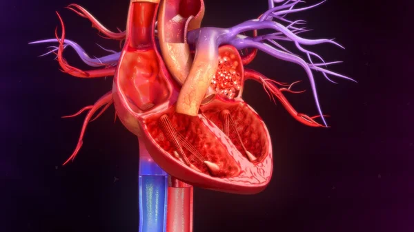 Anatomia ludzkiego serca — Zdjęcie stockowe