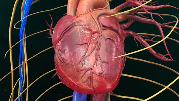 Ανατομία της ανθρώπινης καρδιάς — Φωτογραφία Αρχείου