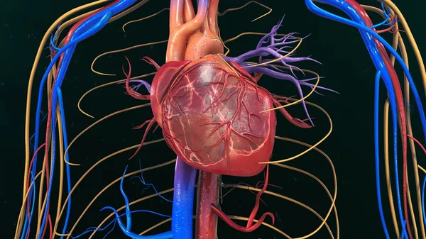 Anatomía del corazón humano — Foto de Stock