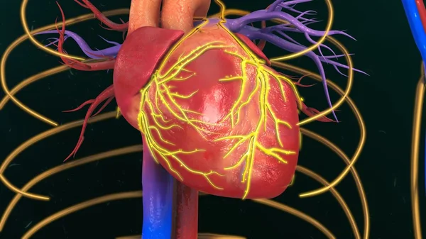 Анатомия сердца человека — стоковое фото