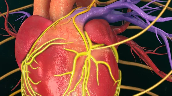 Anatomia do coração humano — Fotografia de Stock