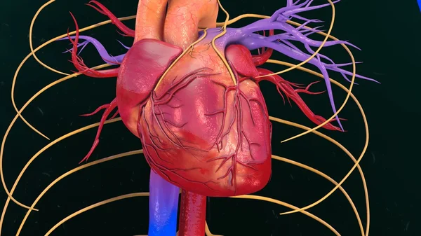 Anatomie lidského srdce — Stock fotografie