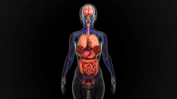 Human organism anatomy — Stock Photo, Image