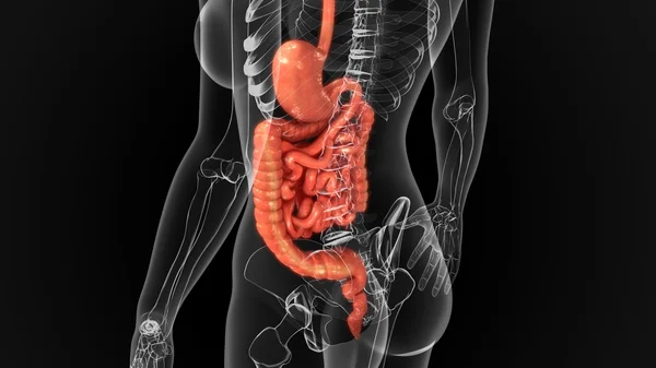 Sistema digestivo humano — Foto de Stock