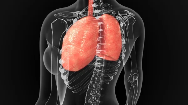 Anatomía pulmonar humana — Foto de Stock