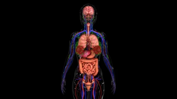 Anatomia dell'organismo umano — Foto Stock