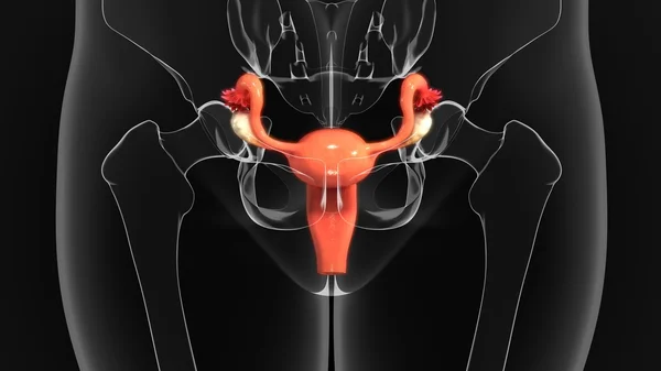 Anatomia człowieka macicy — Zdjęcie stockowe