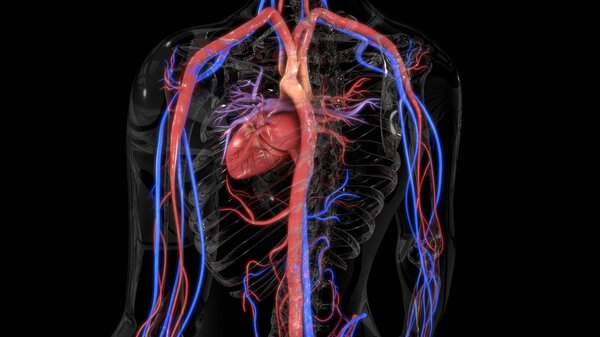 Human Circulatory system Anatomy