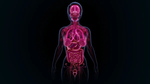 Anatomia degli organi umani — Foto Stock