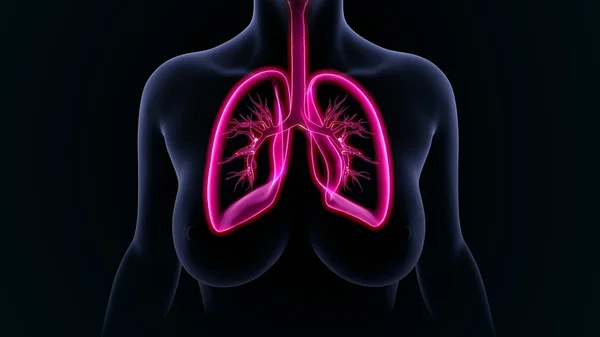 Órgão dos pulmões humanos — Fotografia de Stock