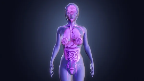 İnsan organları anatomisi — Stok fotoğraf
