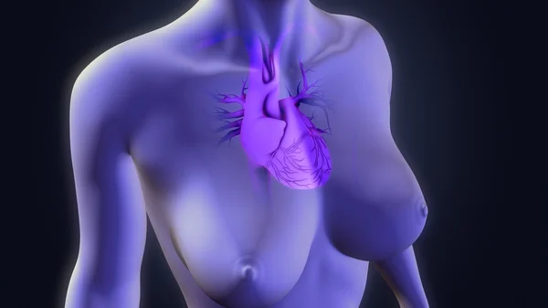 인간의 심장 기관 — 스톡 사진