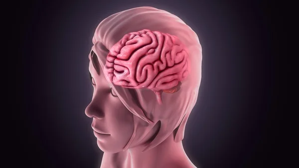 Human Brain anatomy — Stock Photo, Image