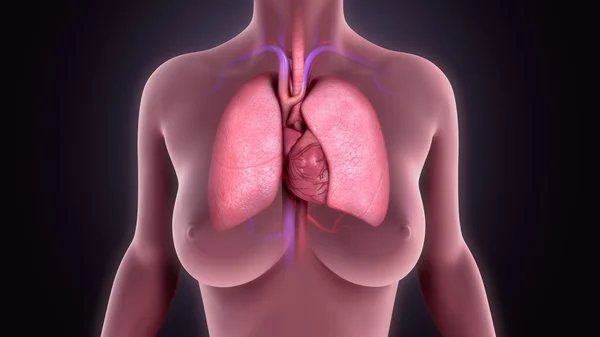 Pulmones humanos con corazón — Foto de Stock