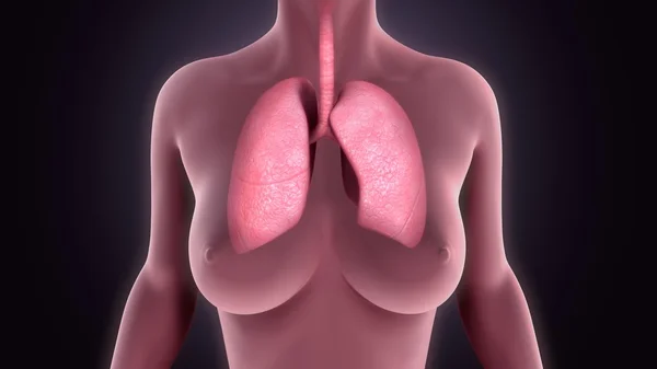 Órgano pulmonar humano — Foto de Stock