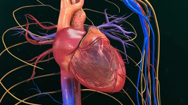 Anatomie cardiaque humaine Photos De Stock Libres De Droits