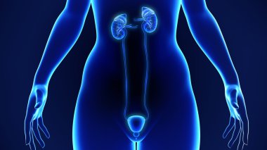 insan böbrek anatomisi