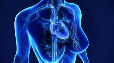 insan kalp anatomisi