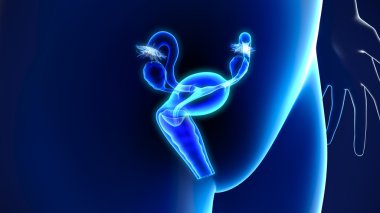 insan uterus anatomisi
