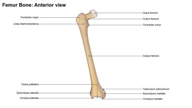 İnsan Femur kemik 