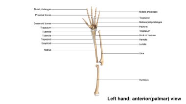 Human Left Hand Skeleton clipart