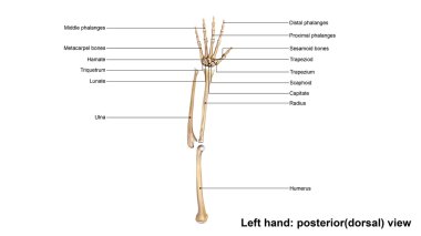 left hand full skeleton