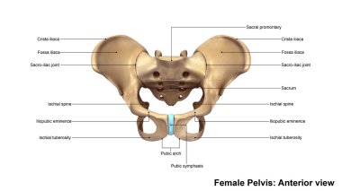 Human Pelvis Skeleton clipart