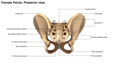 İnsan Pelvis iskelet