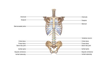 skeleton Palpable spinous 