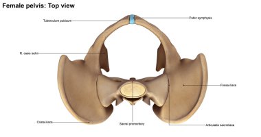İnsan Pelvis iskelet