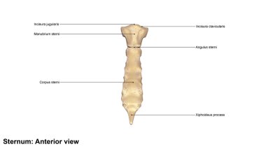 İnsan Sternum kemik