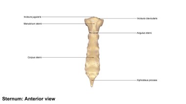 Human Sternum bone clipart
