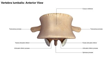 human vertebra lumbalis bone clipart
