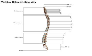 Vertebral sütun yan görünüm