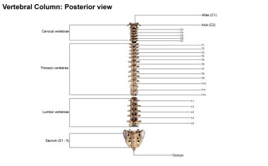 Vertebral sütunun arka görünüm