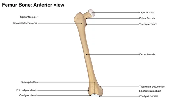 Человеческая кость фемура — стоковое фото