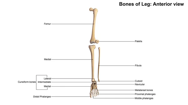 Scheletro umano delle ossa delle gambe — Foto Stock