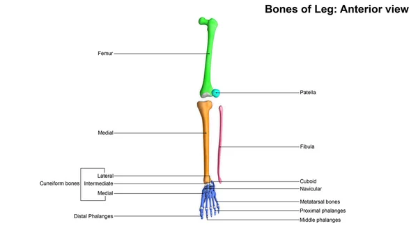 Scheletro umano delle ossa delle gambe — Foto Stock