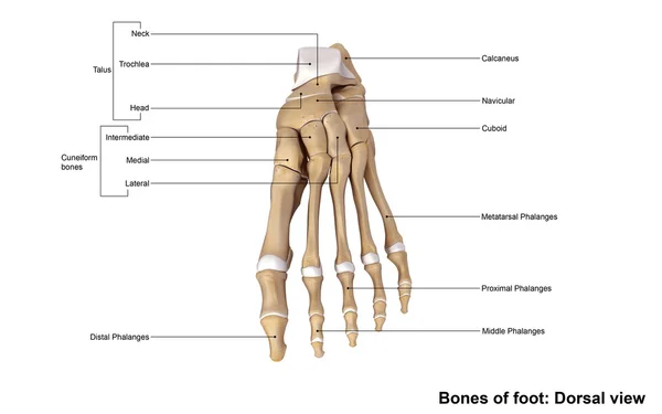 인간의 발 뼈 골격 — 스톡 사진