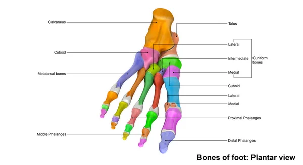 人体足部骨骼种植园主视图 — 图库照片