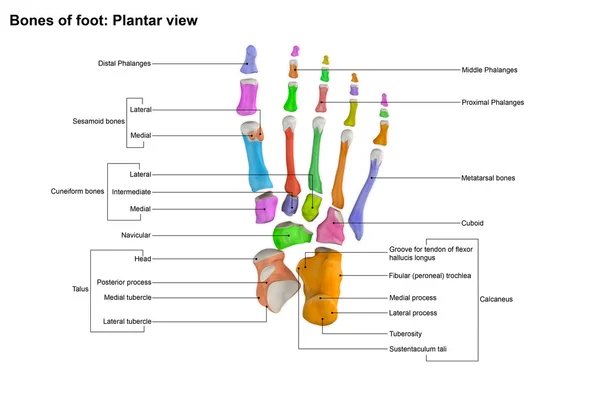 Menselijke voet skelet planter weergave — Stockfoto