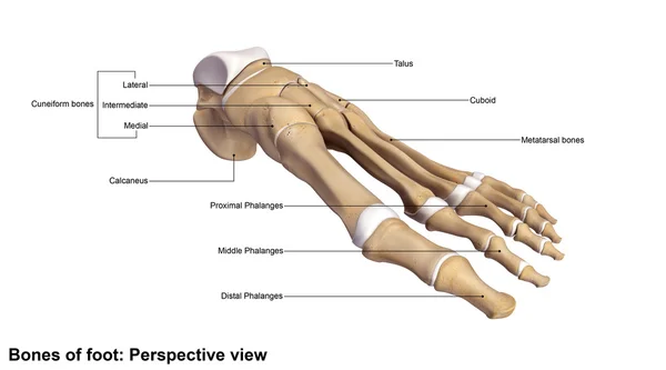 Squelette osseux du pied humain — Photo