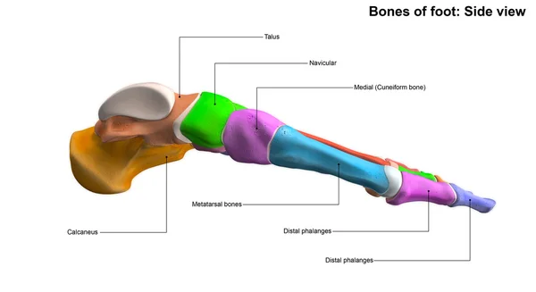 Human foot skeleton — Stock Photo, Image